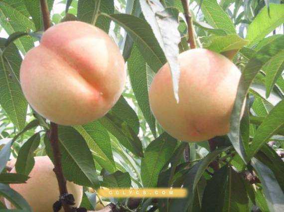 阳湖水蜜桃，为什么被誉为夏季美味？