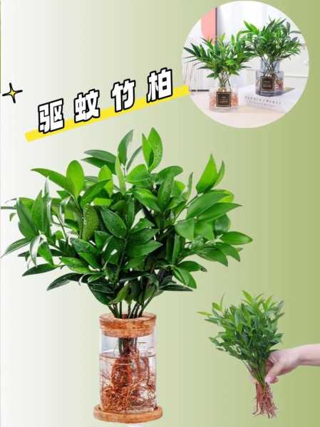 鸟柏, 如何选择和养护?