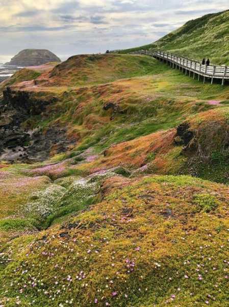 企鹅岛旅游攻略, 完美旅行必备指南