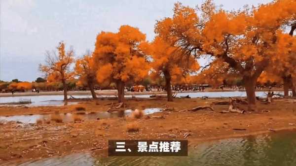 轮胎胡杨林旅游攻略, 全方位游玩指南与实用技巧