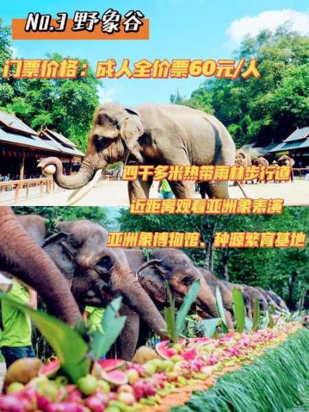 黄荆老林旅游攻略, 必备旅行小贴士与景点推荐